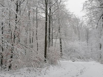 Spazierweg im Schnee